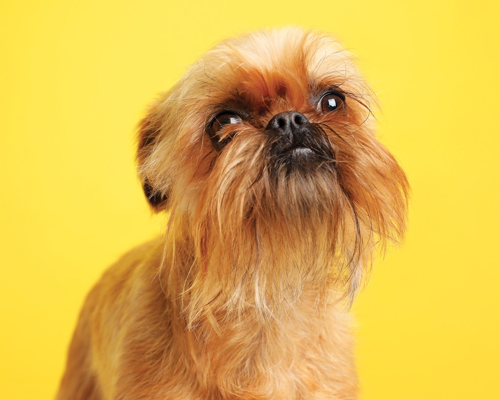 brussels griffon