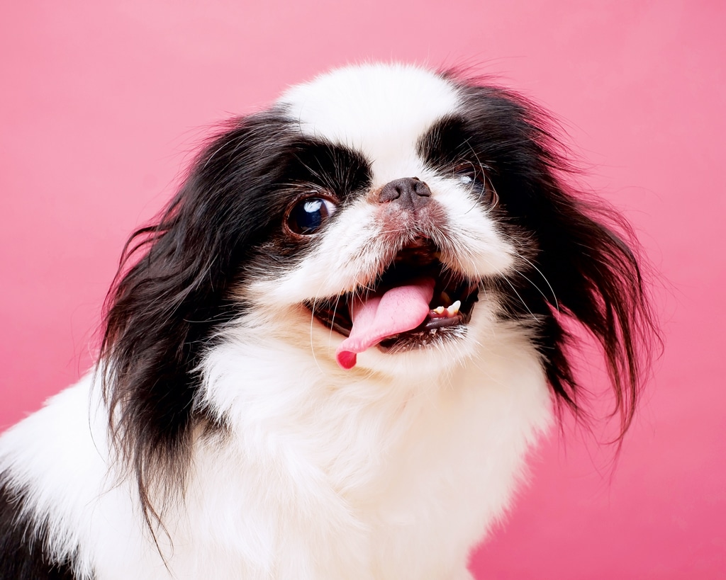 Japanese Chin