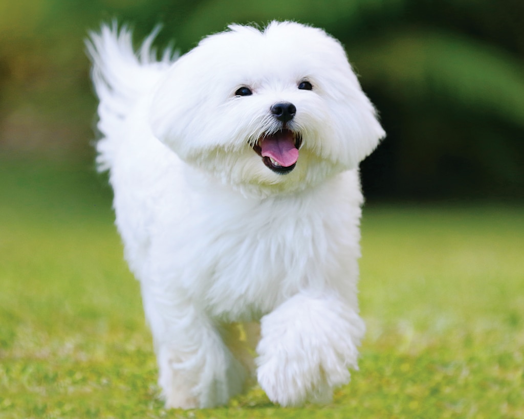 Maltese