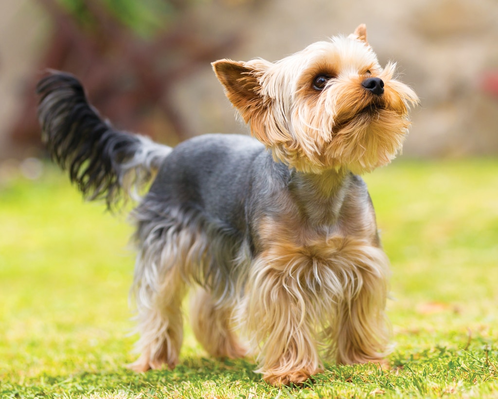 yorkshire terrier