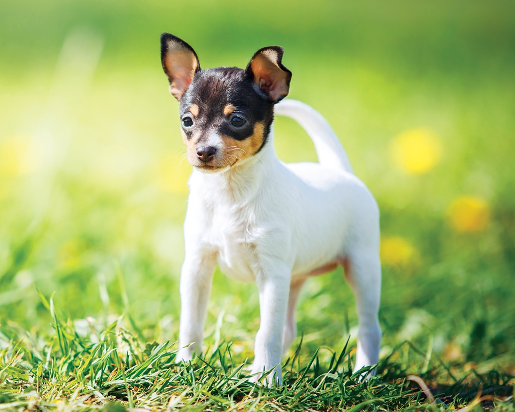 Toy Fox Terrier