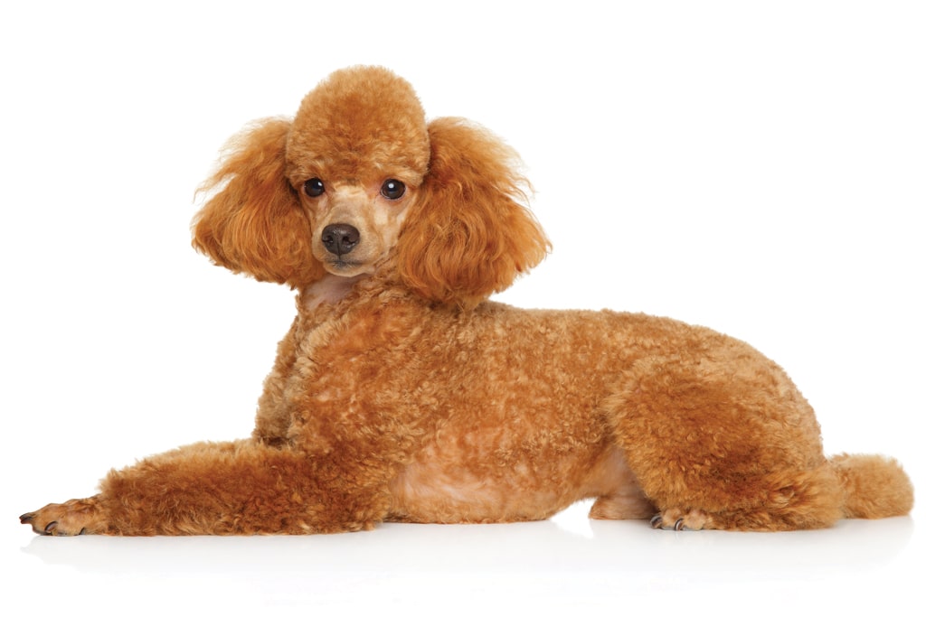 toy poodle