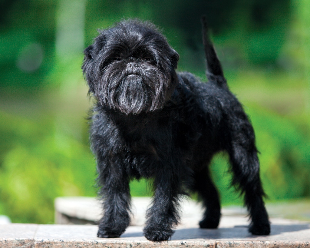 Affenpinscher