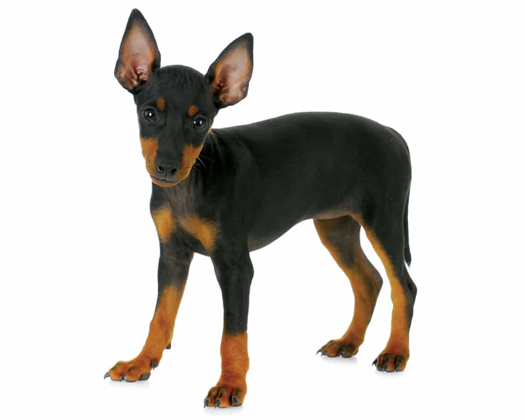 toy manchester terrier