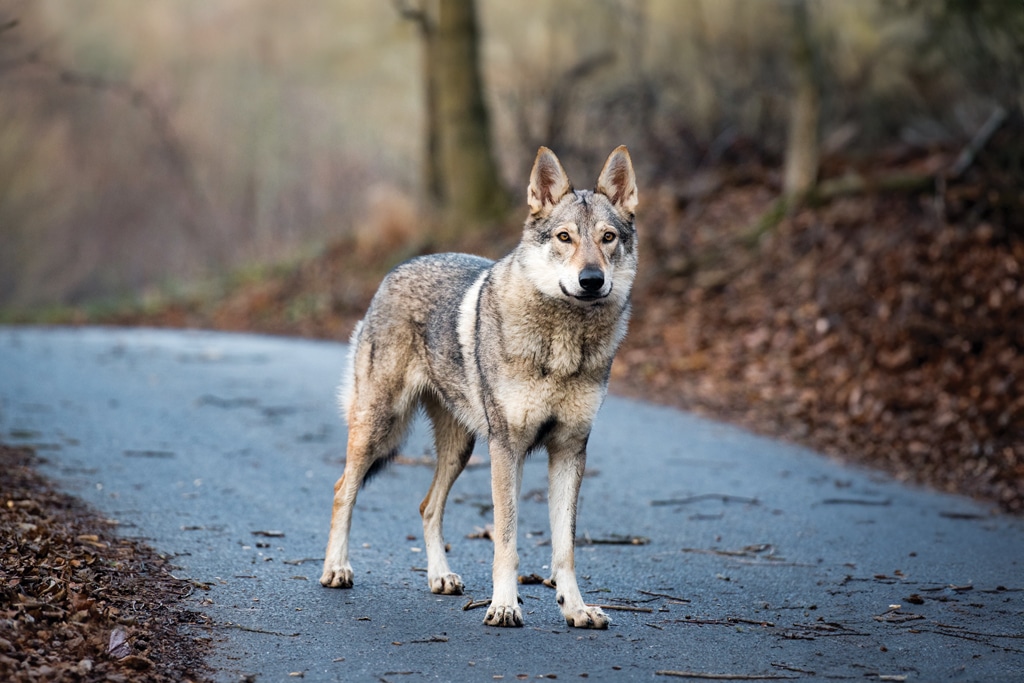 wolf dog