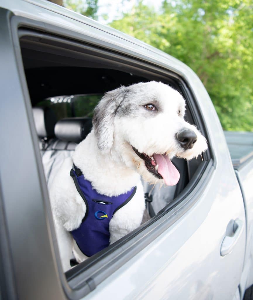 Optimus Gear - Defender Harness 