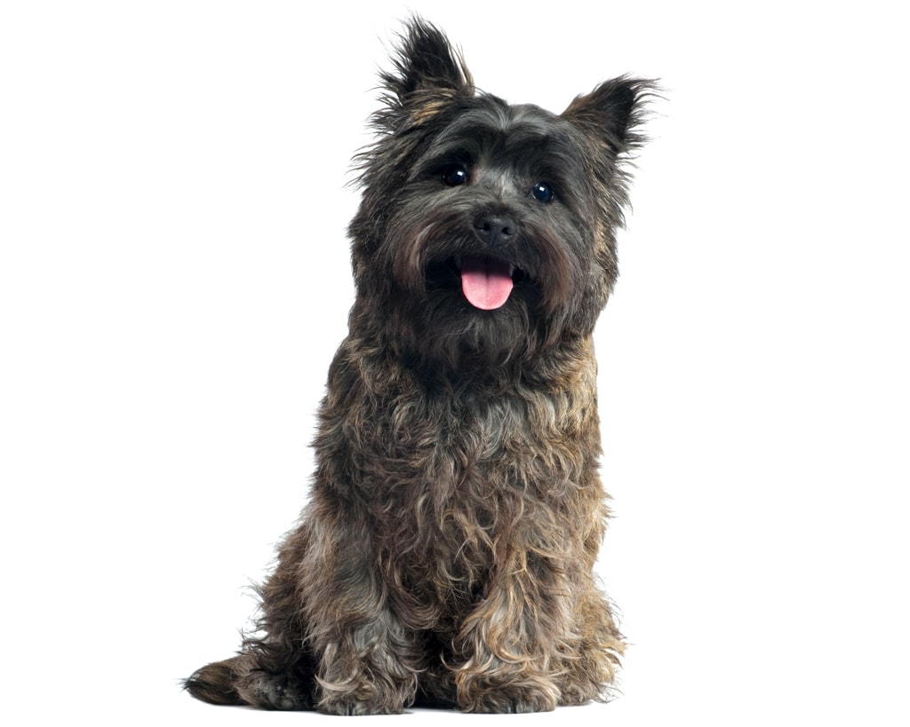 Cairn Terrier