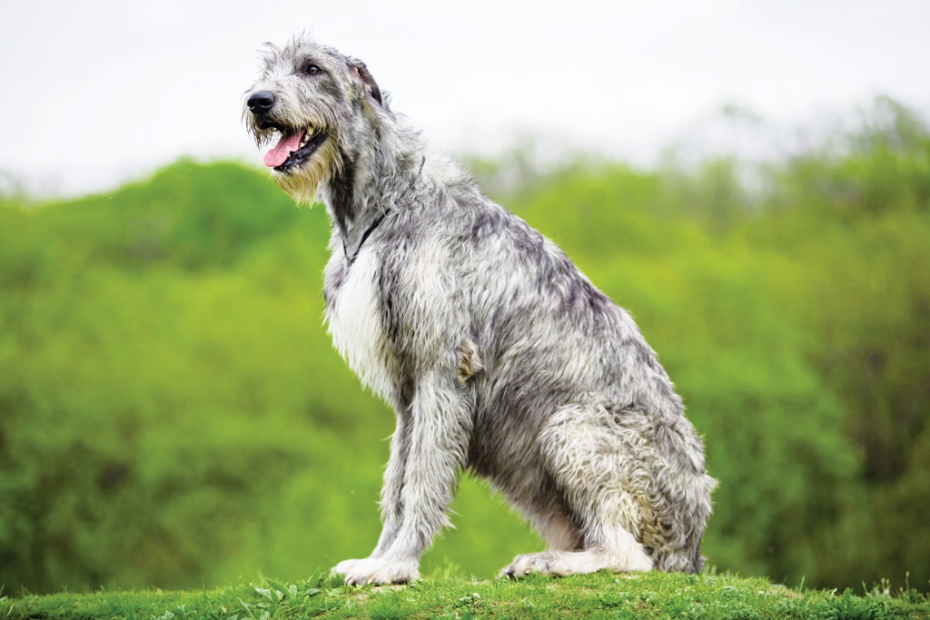 Irish Wolfhound