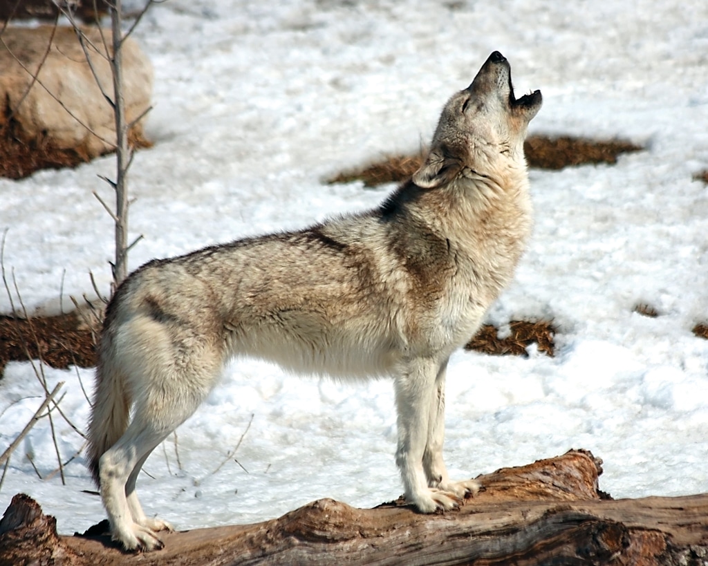 wolf howling