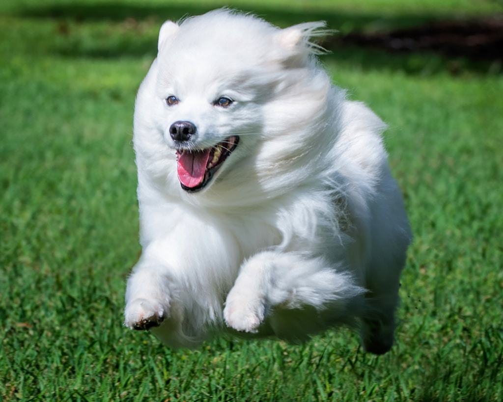 American Eskimo Dog