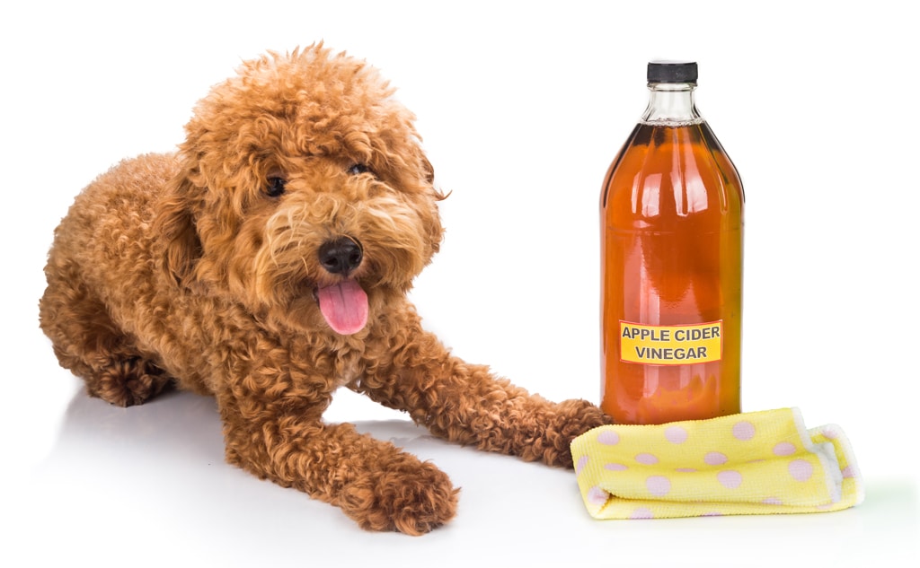 dog and apple cider vinegar for ear cleaning