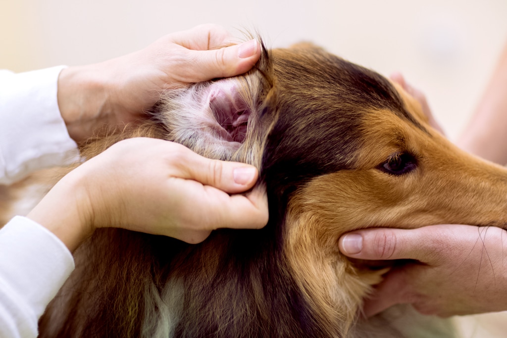 healthy dog ear exam