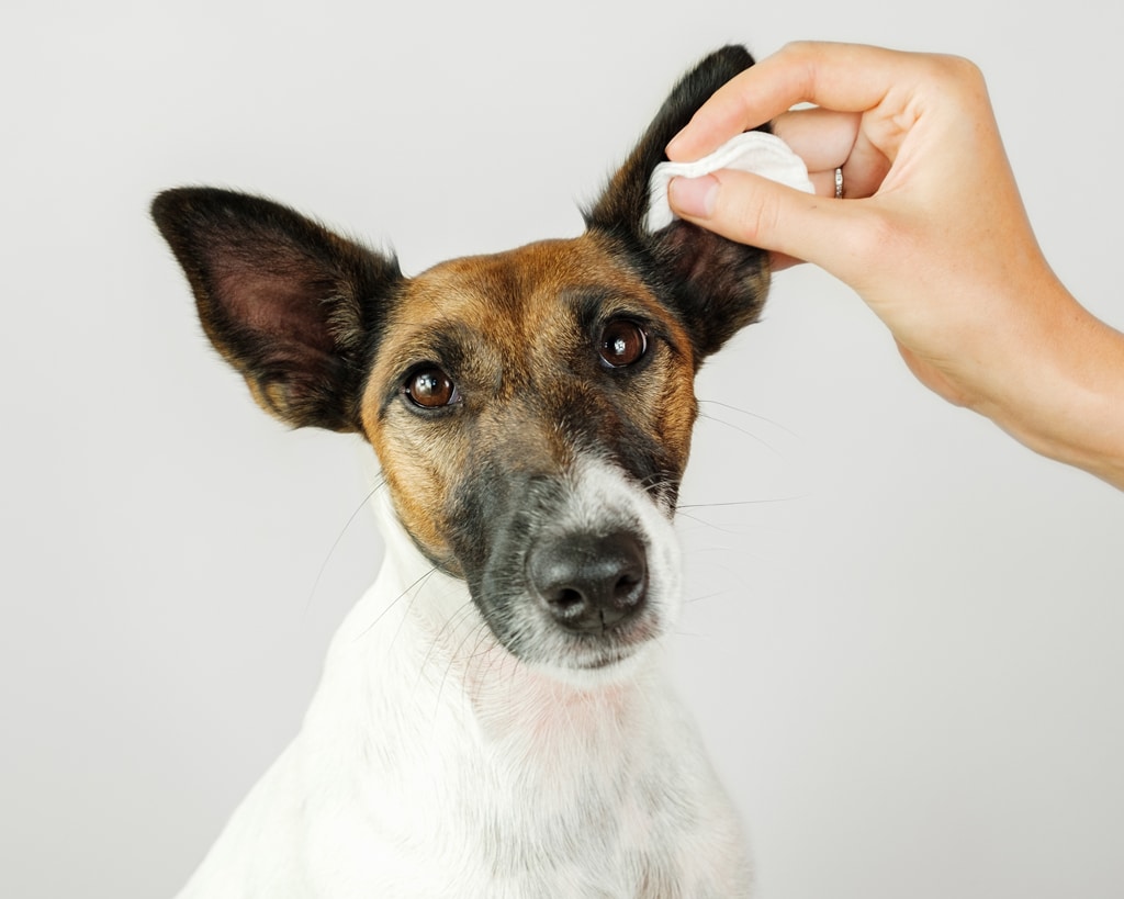 dog ear cleaning