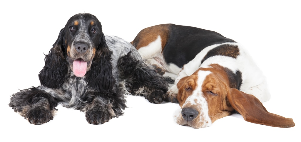 Basset hound and English Cocker Spaniel