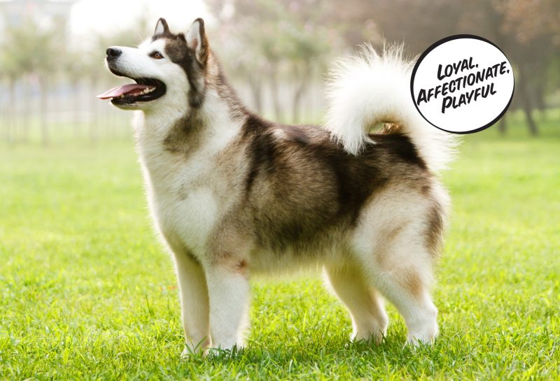 Alaskan Malamute