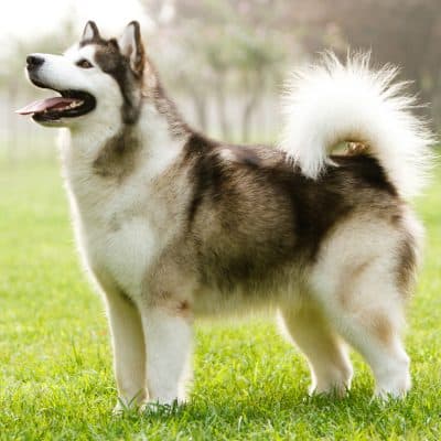 Alaskan Malamute