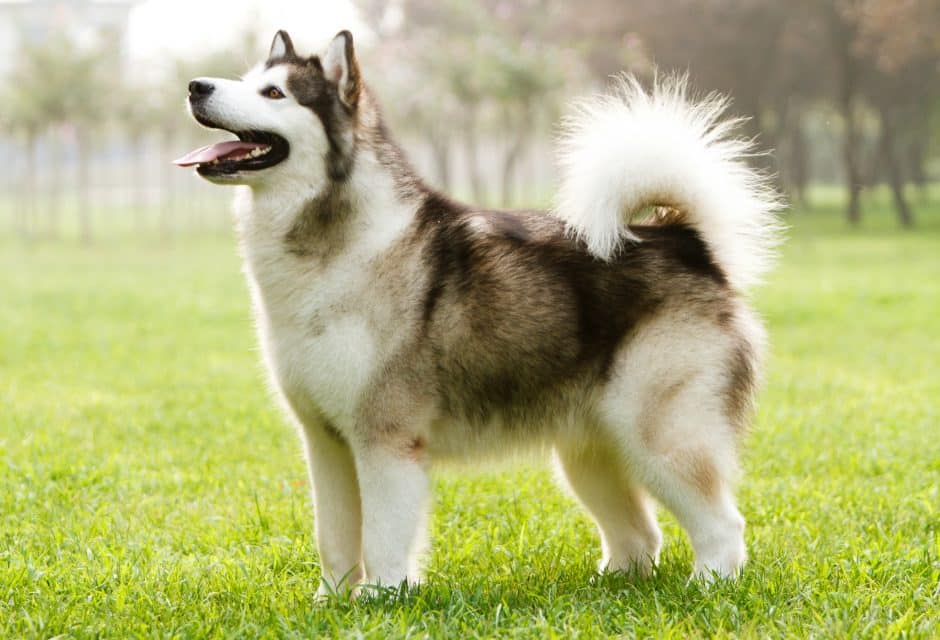 Alaskan Malamute